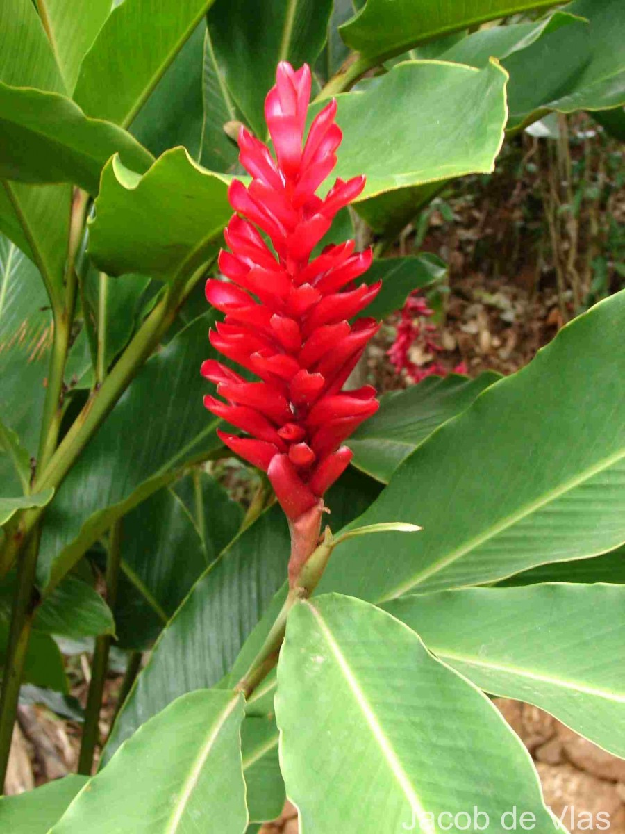 Alpinia purpurata (Vieill.) K.Schum.
